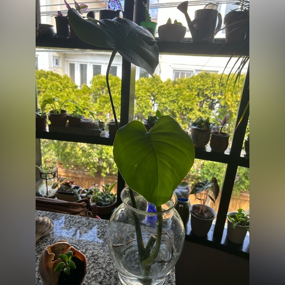 COPY - Monstera three leaves cuttings well rooted - Picture 3 of 6